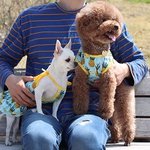 [강아지] 우리집 강아지 <b>호두</b>랑 모모를 소개합니다 +_+