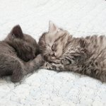 [고양이] 냥<b>아치</b> 알콩이 달콩이 보고 가세요