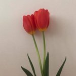 [ㅈㄱㄴ] +)난 걍 여우짓이 몸에 밴 듯