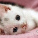 호냥이 다시왓다앙