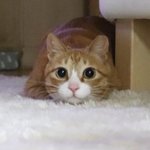 6년전 냥줍한 고양이가 이렇게 변했어요-4탄