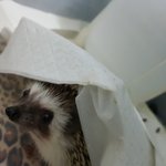 <b>덕배</b>는 바닥재를 이불로 씀