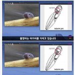 [댓글부탁해] 전세계를 <b>초토화</b>시킨 한국 개구리.jpg