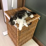 [고양이] 앙드레 <b>공주님</b> 2탄입니닷!