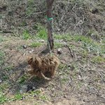 [강아지] 누더기 <b>털옷</b> 좀 벗겨주세요