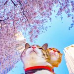 냥이 두마리와 오붓이 일본여행
