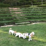 [강아지] //코카 버핏/3/<b>기차놀이</b> 해본적 있나요?