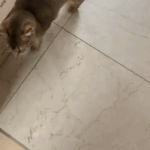[강다니엘] 보고 싶은 다니엘