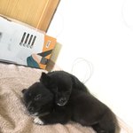 [강아지] 고양이랑 반달곰의 동거이야기