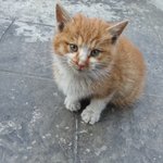 [고양이] 별이를 도와주세요!