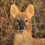 [모두드루와] 고라니 문화<b>컬쳐</b>.jpg ㄷㄷㄷ