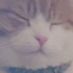 [댓글부탁해] 고앵이샛기 <b>주둥</b>이 뚱뚱한거봐 ㅠ