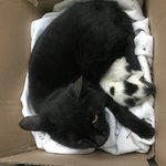 고양이 <b>입양</b>이나 도움은 어떻게 받아야 할까요?