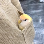 우리집 <b>모란</b>앵무 '로즈'!