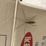 [이것좀봐줘] 이 벌레 무슨 벌레야?? <b>곤충</b>전문가님들