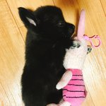 [강아지] 반달곰과 고양이의 동거(두번째)