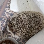 얘들아 우리 <b>덕배</b> 녹았어