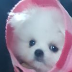 우리집 댕댕씨 봐조