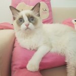 강아지같은 애교뿜뿜 고양이 <b>로지</b> 소개해요 ㅎㅎ