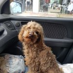[강아지] 누더기 푸들 까꿍이