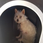 [강아지] 보호소에서 3남매를 출산한 <b>어미</b>