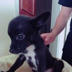 [강아지] 폭풍성장하는 반달곰 (세번째)