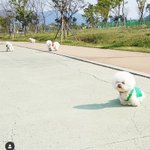 강아지는 귀엽다