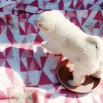 [강아지] <b>CUTE</b> 댕댕이