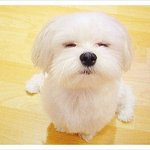 [추반] 클리오 쿠션뭐<b>사지</b>