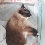 [댓글부탁해] 울 고앵이 짱<b>귀임</b>
