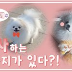 [댓글부탁해] 인사하는 <b>포</b><b>메</b> 우리 호야 너무 귀엽지 않나용..?...