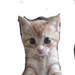 [우리고양이] 급한데 한번만 들어와줘ㅠㅠ
