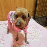 [강아지] 한두달 <b>임보처</b>가 되어주세요