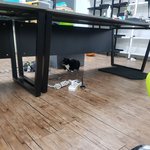 [고양이] 사무실 악독한 주인 11 - 겁먹음