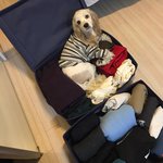 [강아지] //<b>코카</b> 버핏/5/ 아늑이 방:))