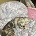 [드루와] 울고양이 지금 내<b>침대</b>에서 잔다 ㅠㅠㅠㅠ