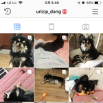 [강아지] 우리댕이 인스타 와볼래???