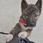 레이/진도견/여아/2개월    *앞발의 흰색<b>무늬</b>가 귀여운 아이예요.