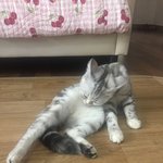 [댓글부탁해] 울고양이 <b>그루</b><b>밍</b>하는자세 겁나 특이함