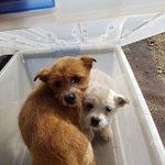 [강아지] <b>리빙</b>박스에 버려진 자매