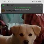 [댓글부탁해] <b>이</b> <b>강아지</b> 우리 <b>강아지</b>닮았다