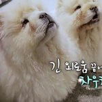 반려견 처음 만났을 때 연예인들 반응