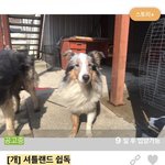 [강아지] 키우던 개 몰래 버리고 <b>연애질</b> 하는 인성빻은쟈식