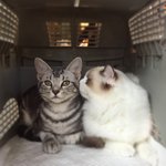 [고양이] 사랑으로 키우는 맷돌이 <b>메주</b> (2)