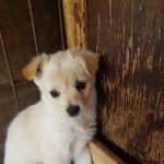 [강아지] 3개월 꼬맹이들 손 좀 잡아주세요