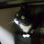 [고양이] 사무실 악독한 주인12-더러운주인