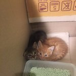 [고양이] 우리집 <b>주인님</b> 폭풍성장이야기