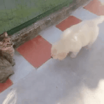 [EXO] 어벤져스보고왔다 팁준다 (스포없음)