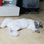 우리집 냥<b>아치</b>