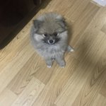 [드루와] <b>울집</b> 개구쟁이 보구가
